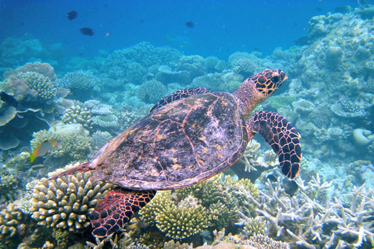 Canopus Retreat Thulusdhoo Eksteriør billede